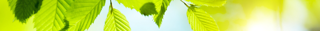 Fresh, backlit hornbeam leaves against a blue sky